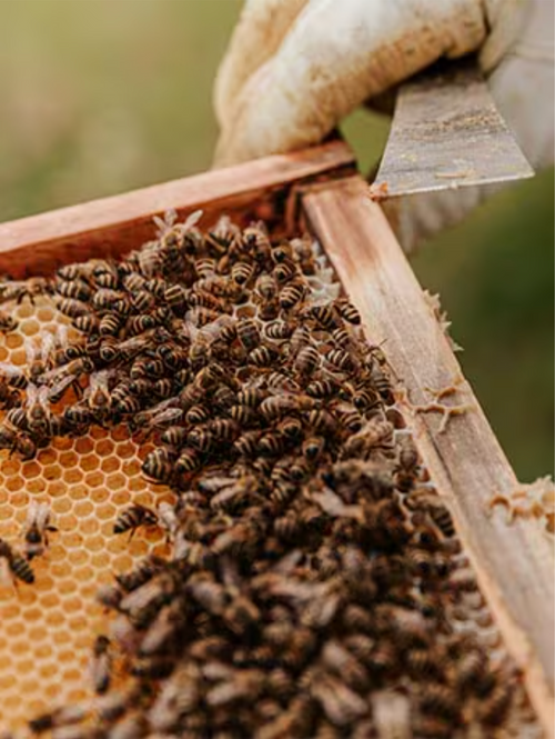 Capture_d_ecran_le_2024-07-12_a_14 - Mustela Canada - 1