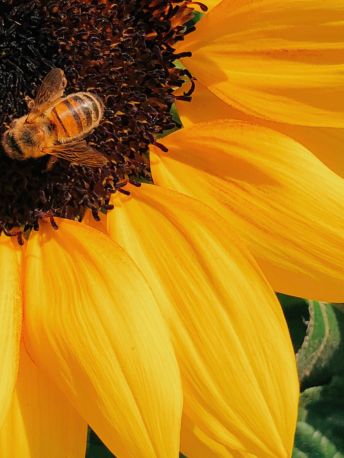 France_tournesol_bio - Mustela Canada - 1