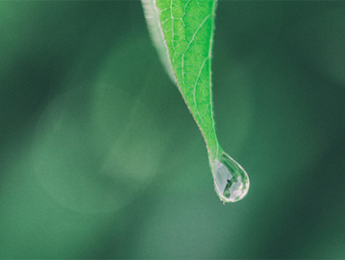 Rectangle_6 - Mustela Canada - 1