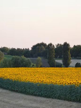 champ-de-tournesol - Mustela Canada - 1