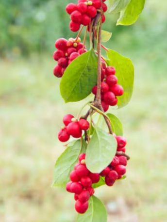 chine_schisandra - Mustela Canada - 1