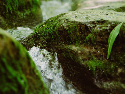 composition_et_production_2 - Mustela Canada - 1