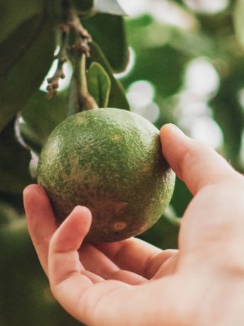 perou-avocat - Mustela Canada - 1